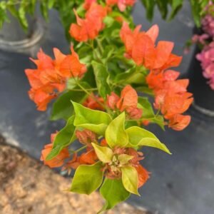Jakiriana Bougainvillea
