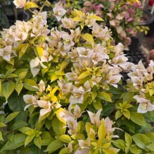 Golden White Bambino