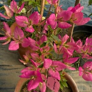 Monalisa pink