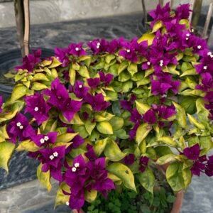 Golden Brizza Purple