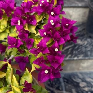 Golden Brizza Purple