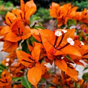 Fire Opal Bougainvillea