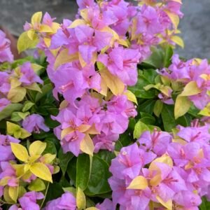 Golden Mauve