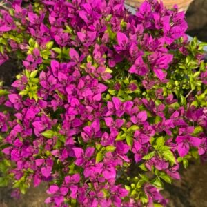 Brizza Purple