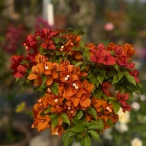 Fire Opal Bougainvillea