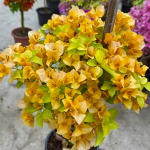 Moonlight yellow