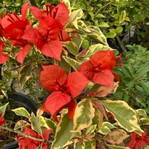Flame Red verigated