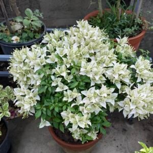 Balaka Bougainvillea