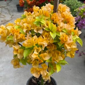 Moonlight Yellow