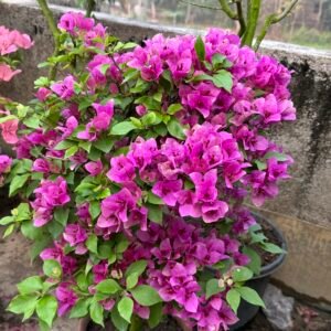 Violet September