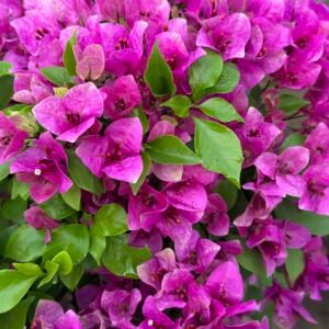 Violet September