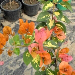 Thimma Orange