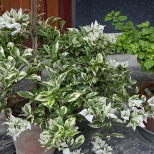 White Flame Verigated