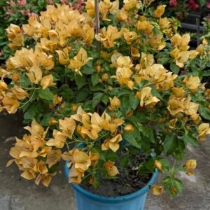 Yellow Murble
