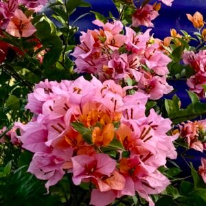 Mahatir Orange Bougainvillea