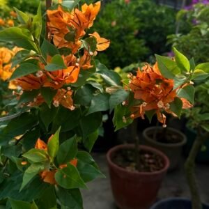 Orange Velvet