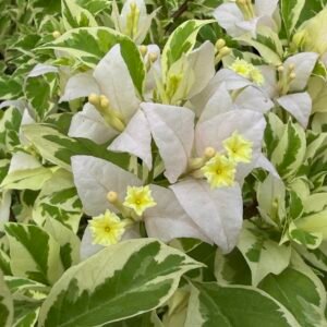 Lilac Verigated