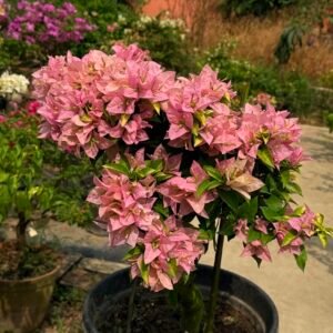 Moonlight Pink