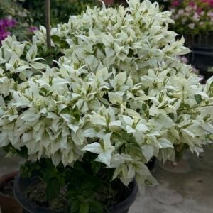 Golden Flame White