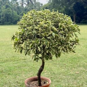 Trauned Bonsai (Blue Berry Ice )