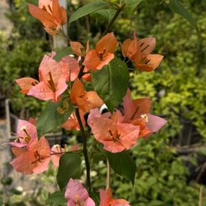 Suvarna Pink