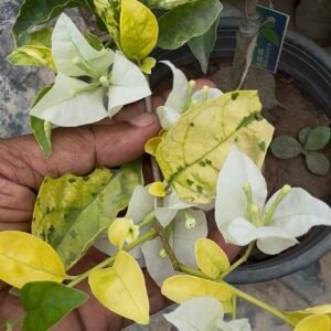 Tanglong white Golden