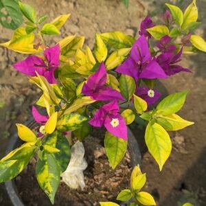 Golden Flame Purple Bougainvillea