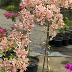 Golden Majic Sakura