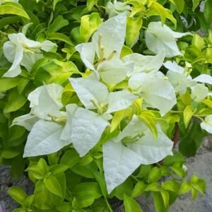 Golden Cloud White