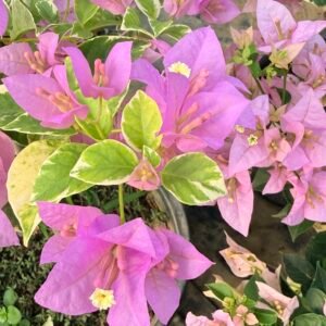 Golden Hawain Purple
